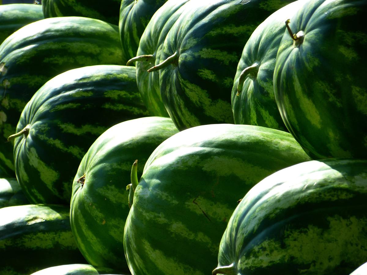 watermelon_img